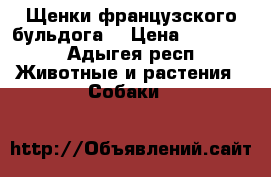 Щенки французского бульдога  › Цена ­ 15 000 - Адыгея респ. Животные и растения » Собаки   